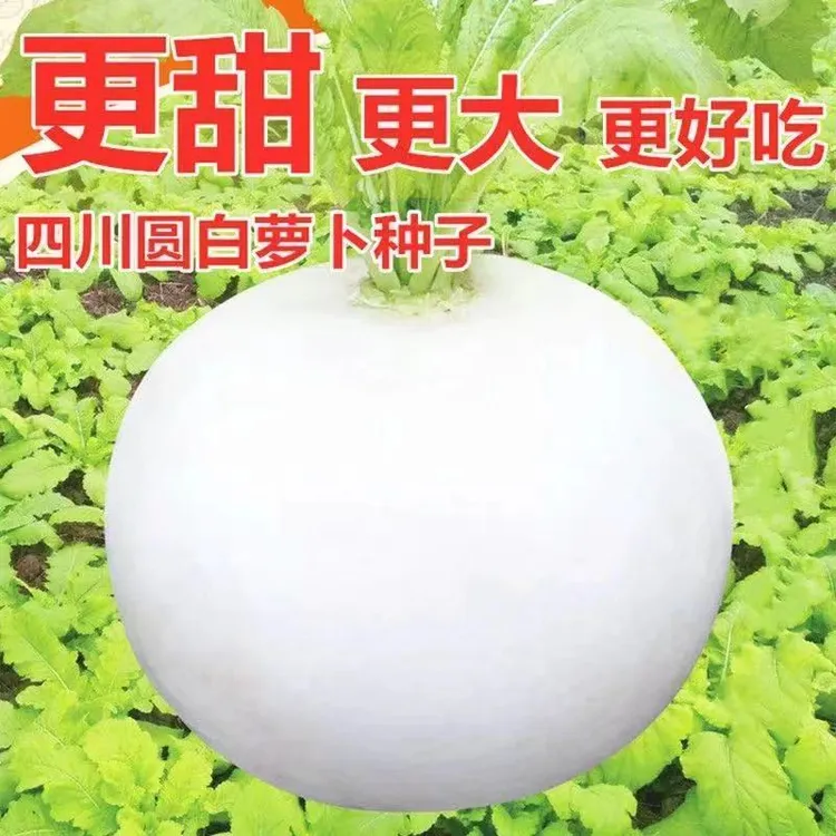 圆白萝卜春不老萝卜甜水果萝卜种子农家蔬菜种抗病