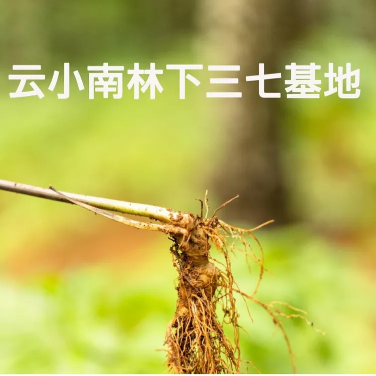 云小南 三七三七粉正品文山特级正宗文山三七无硫无农残产地直销