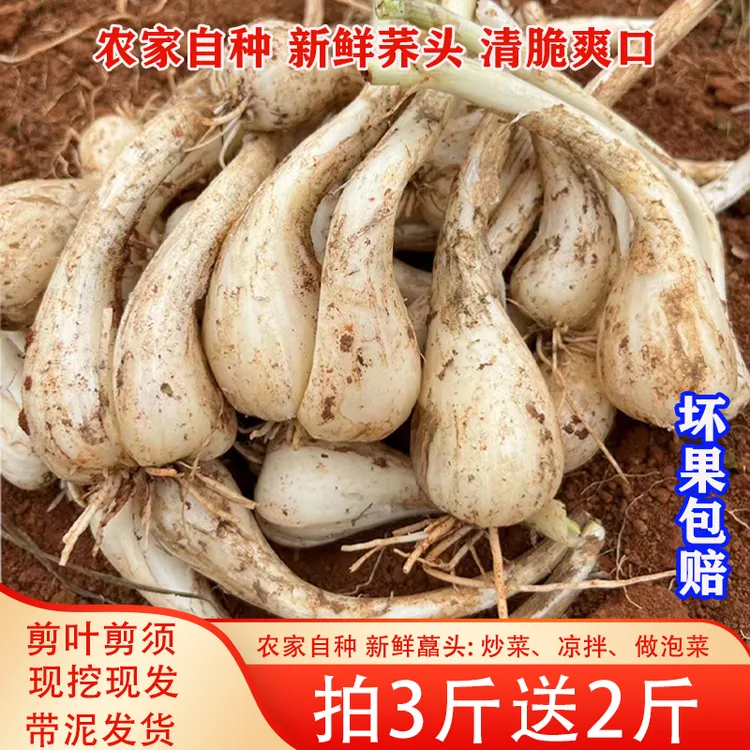 【拍3斤送2斤】新鲜藠头农家自种现挖鲜嫩荞头腌制茭头做泡菜包邮
