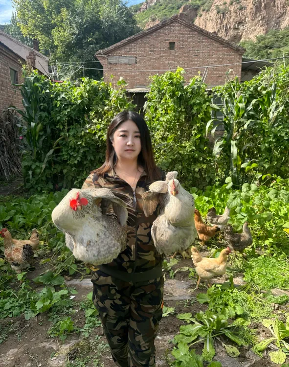 散养溜达母鸡 净重三斤以上 现宰冷冻发货