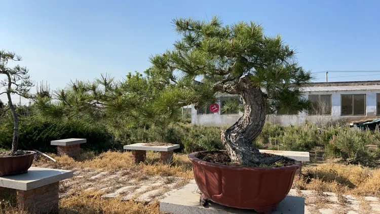山采黑松盆景  地栽  童子功黑松素材 济州