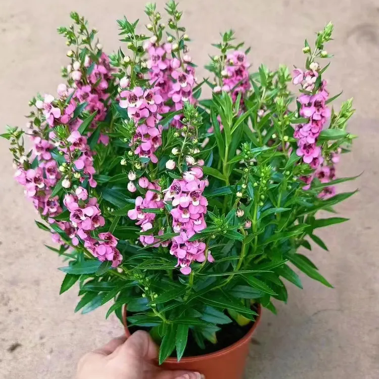 香彩雀盆栽带花苞室内阳台庭院花卉耐热植物四季开花不断易养绿植