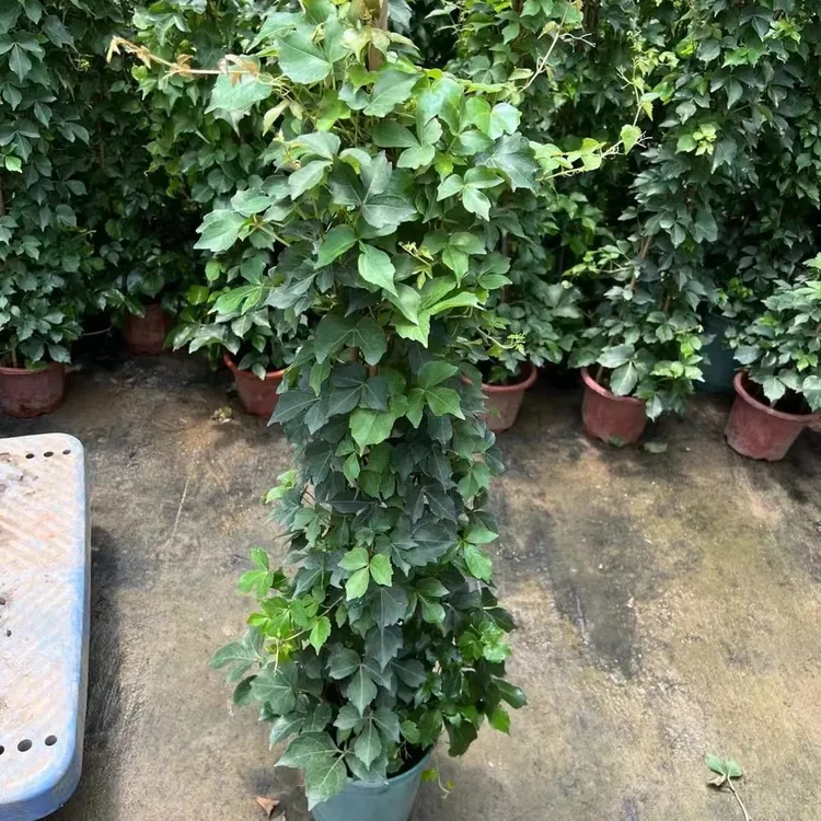 爬墙虎爬藤植物大苗壁挂常青花园庭院四季造景爬山虎藤蔓攀援美观