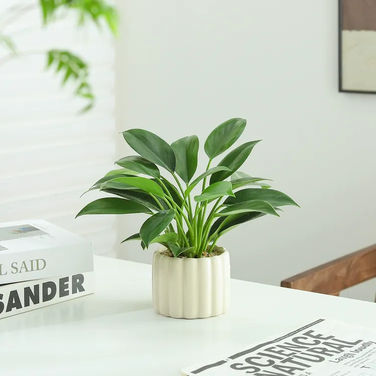 绿公主盆栽室内办公桌面客厅好养活绿植四季常青花卉植物净化空气