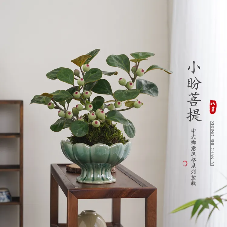小盼菩提盆栽室内水培观果植物客厅桌面四季水养花卉绿植净化空气