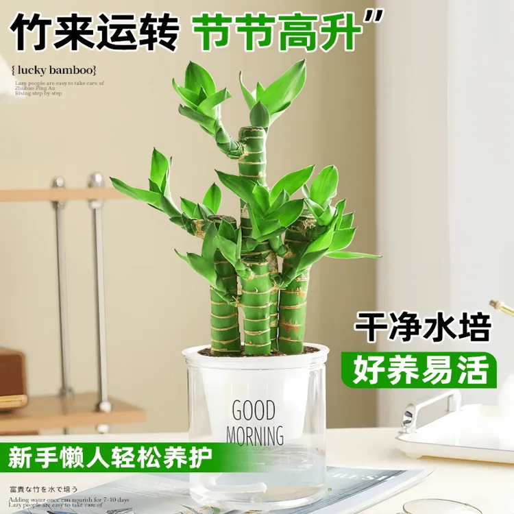 富贵竹转运竹荷花竹盆栽富贵竹水培四季常青防辐射发财竹房间绿植