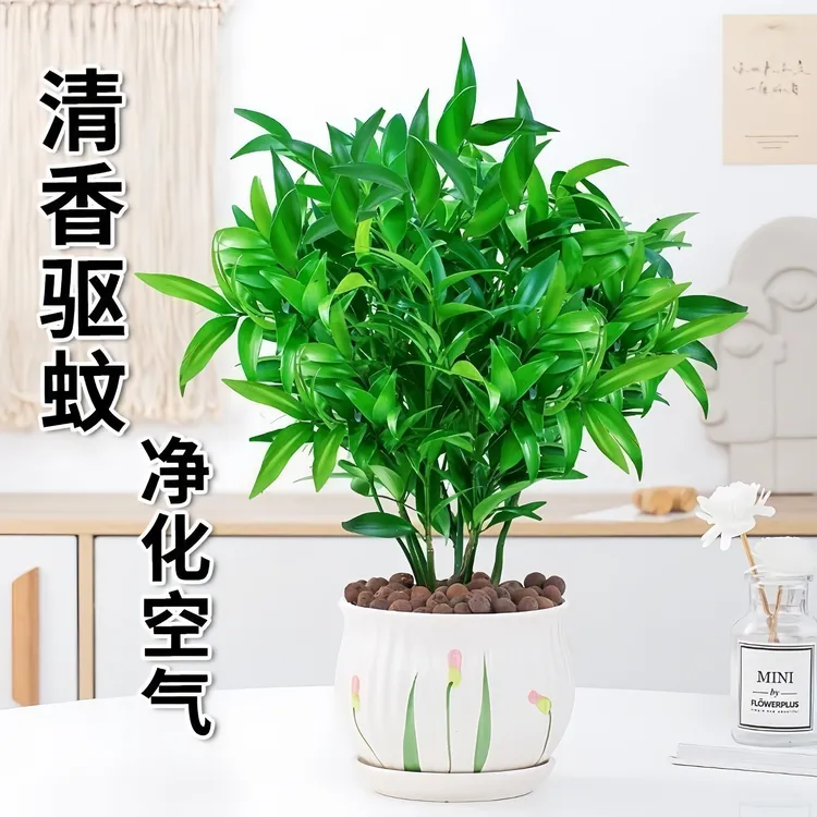 鲜活竹柏盆栽室内驱蚊植物平安竹客厅桌面四季常青清香型绿植花卉