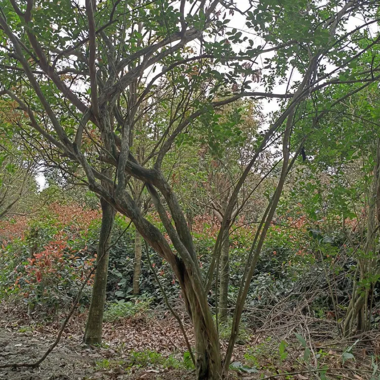 紫薇树在传统文化中还象征着富贵吉祥其花色鲜艳美丽花期长寿命长