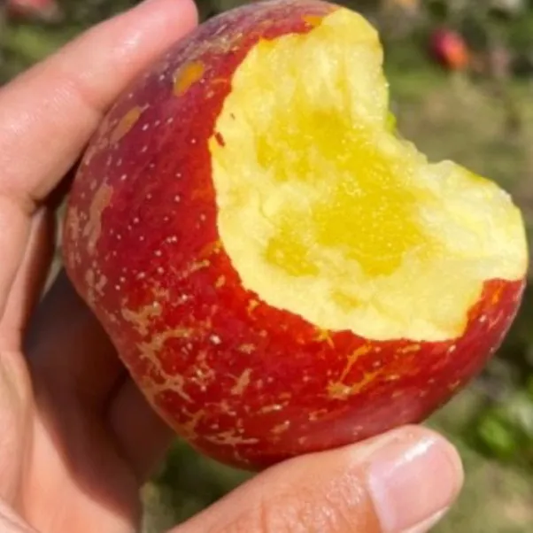 大凉山盐源红富士冰糖心丑苹果（晚熟）现摘脆爽多汁皮薄产地直发