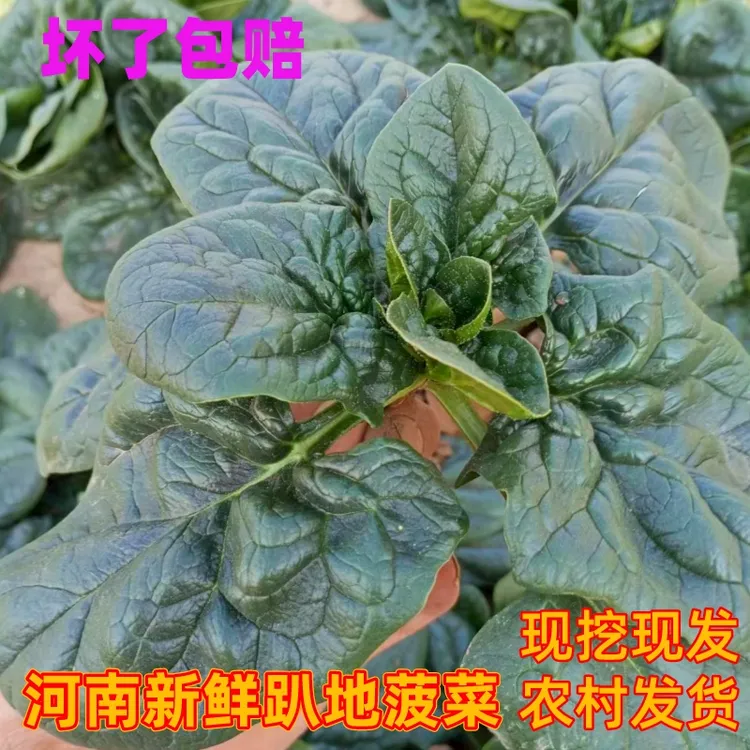 河南现挖蔬菜趴地菠菜新鲜矮脚土菠菜农村露天霜冻打红根新鲜波菜