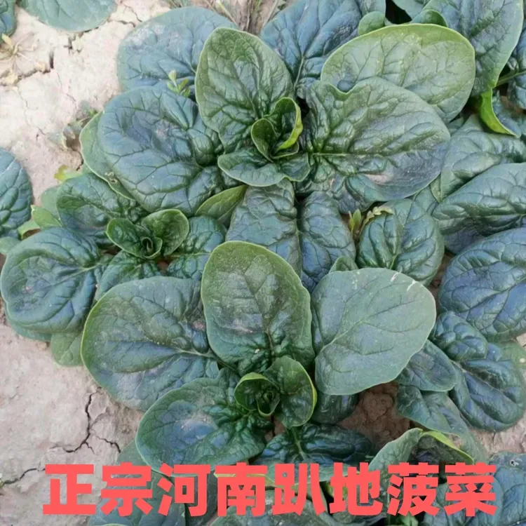 现挖河南新鲜趴地菠菜土菠菜农家种植笨菠菜霜打露天新鲜波菜