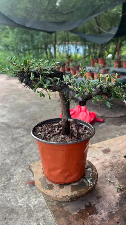 荀子  悬崖临水飘枝  纯天然造型  三年露天老桩 室内外养殖耐寒