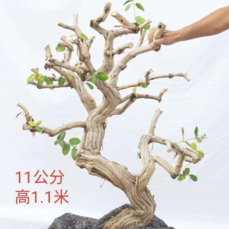 金银花盆景老桩花卉绿植基地现挖直发耐寒四季开花包邮盆栽