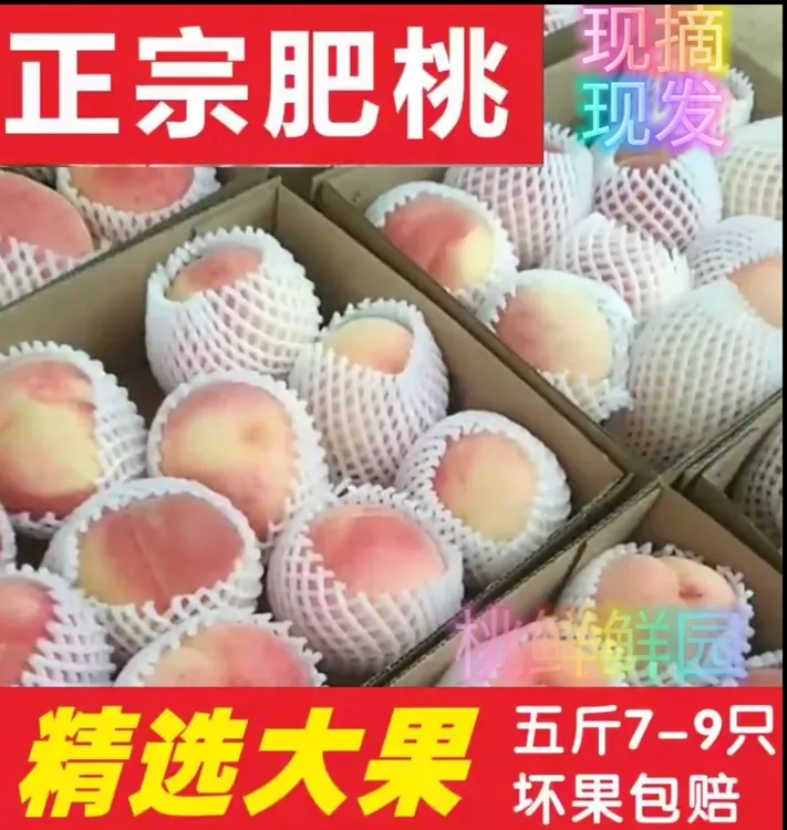 【正宗肥城贡桃】大果8-9个装现摘现发口感脆甜多汁