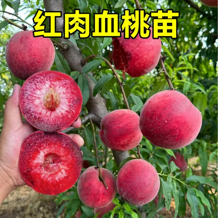 红肉血桃树苗嫁接桃树果苗冬桃苗黄桃水蜜桃南北方种植盆地栽果树