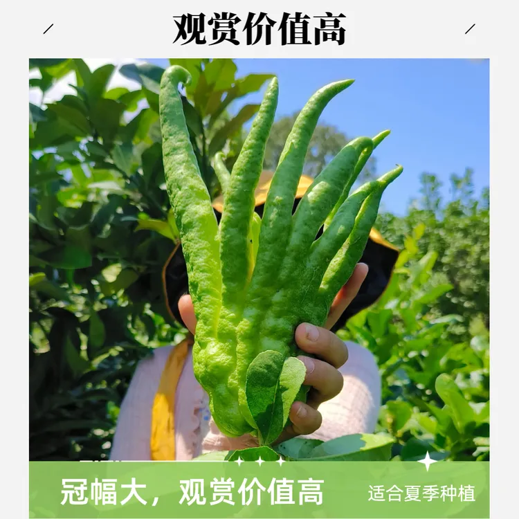 四川佛手精品观赏鲜果【开指佛手】