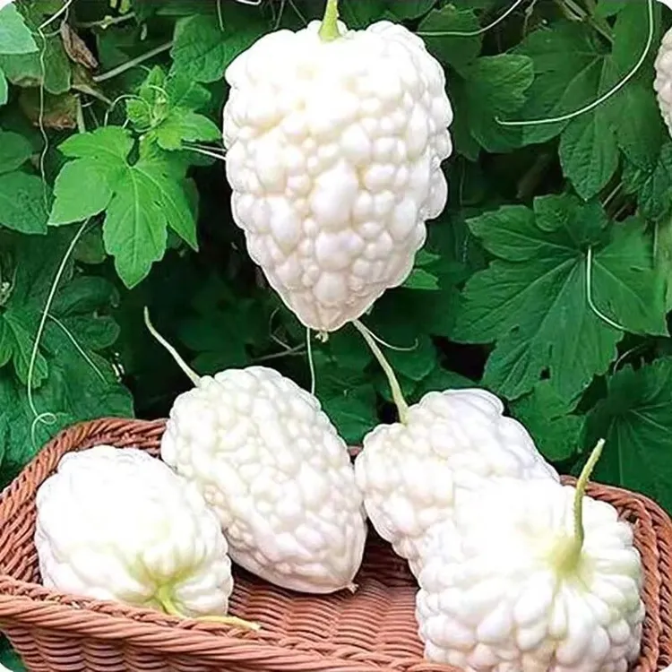 白玉苹果苦瓜种子春天四季蔬菜种子平果白色苦瓜