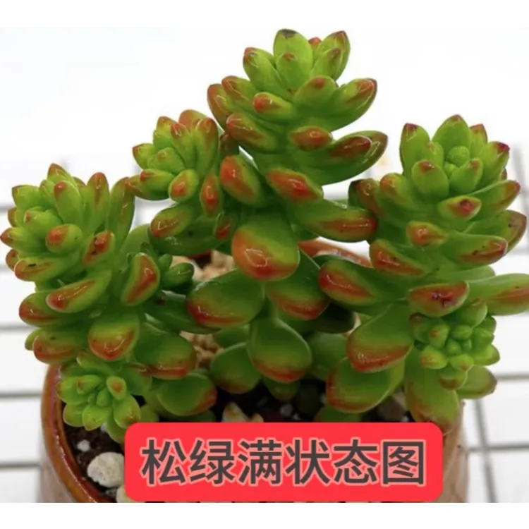 【果小姐多肉】松绿容易养阳台办公室内小花卉绿植盆栽新手植物种植