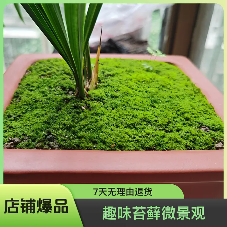 微星星苔藓粉种子微景观复石苔藓微景观（60克）苔藓青苔