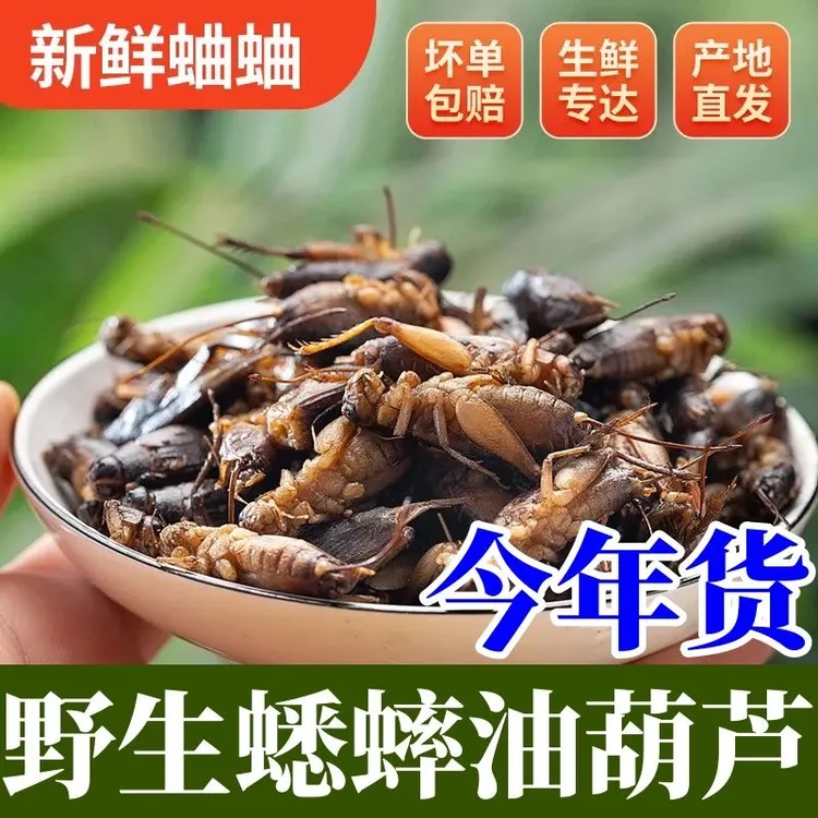 【顺丰包邮】2025新鲜食用蟋蟀 蛐蛐油葫芦土蛰子 昆虫美食冷冻发货