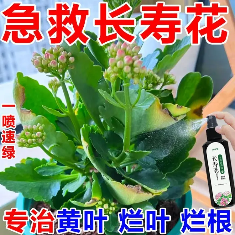 【急救】长寿花专用营养液催花促花苞防黄叶掉苞烂根免稀释营养液