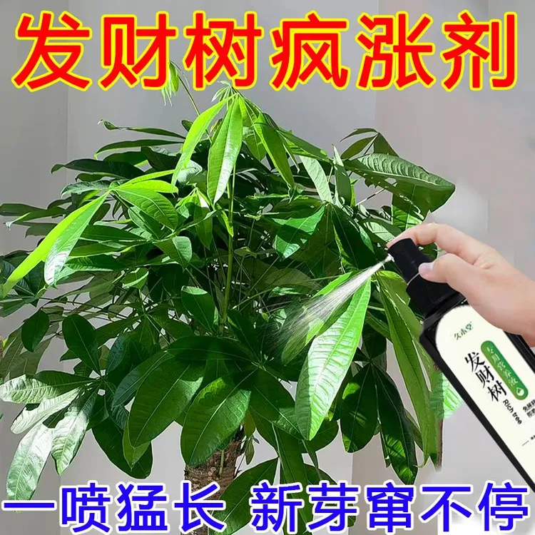【疯长】发财树专用营养液防黄叶烂根壮苗发新芽四季常绿新型肥料