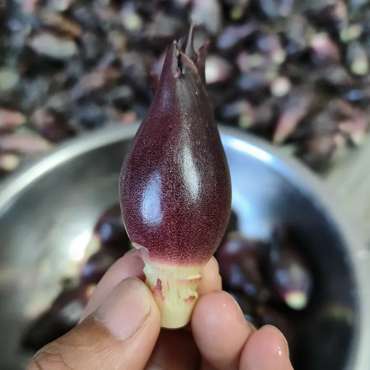 麻阳阳荷自家高山种植野姜长寿之乡应季富硒生鲜时令蔬菜