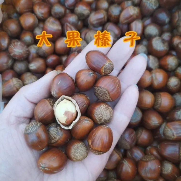 大果榛子坚果零食东北特产杂果大榛子