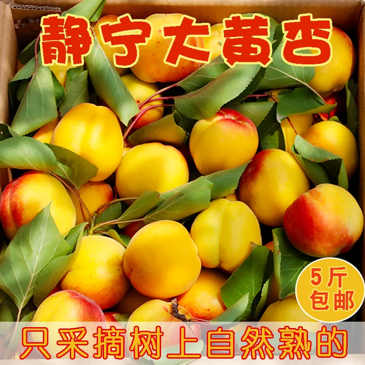 新鲜水果大黄杏子甘肃静宁大接杏现摘现发酸甜红梅黄杏胭脂红包邮