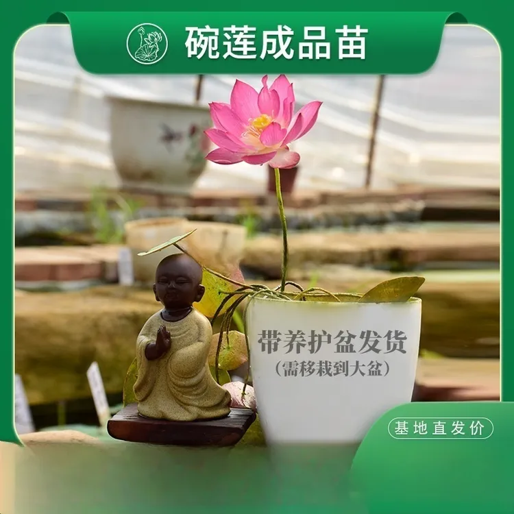 【现货直发-碗莲成品苗绿植】阳台书房小型荷花必备