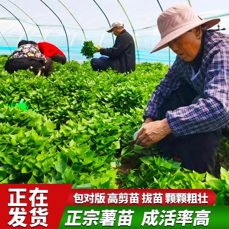 脱毒红薯苗哈密冰糖红薯地瓜苗红瑶蜜薯丝滑玛莎莉蜜薯高剪试管苗
