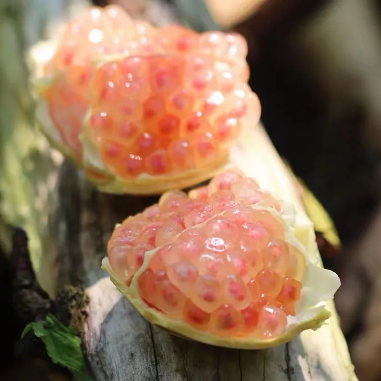 云南蒙自老树薄皮绿籽白玉水晶甜石榴七两大果单果重350克12个装