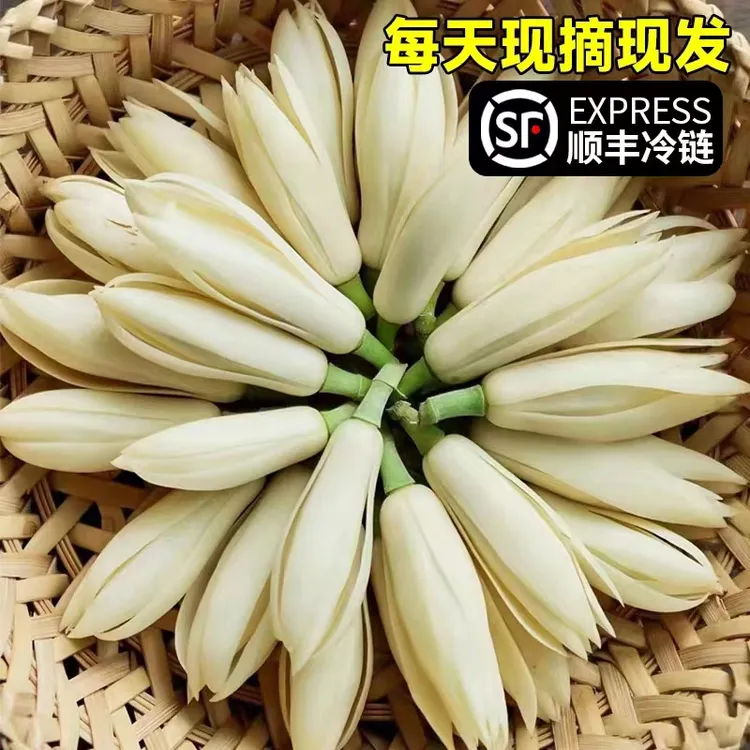 广西玉兰花新鲜现摘白玉兰花黄桷兰花香车内客厅卧室可做玉兰花茶