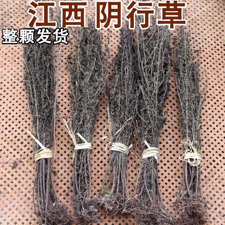 其他蔬菜阴行草菜土茵陈  黄花茵陈整颗250g江西赣州