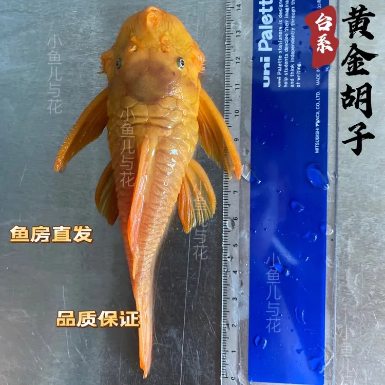 黄金胡子鱼台湾进口种鱼清道夫除藻能手可繁殖小型观赏鱼饲养养殖