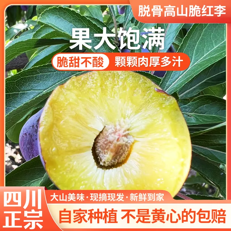 正宗四川脱骨高山脆红李当季新鲜时令脆甜5斤净重现货发出采摘