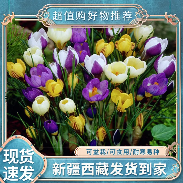 【新疆包邮】藏红花种球苗番红花花卉绿植花种籽子四季开花易养活