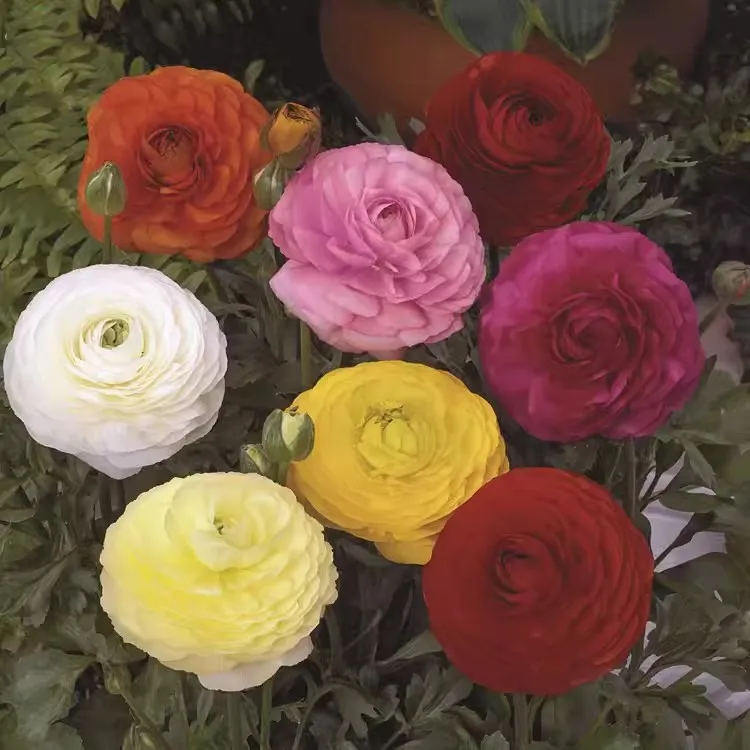 【新疆西藏包邮】花毛茛种子洋牡丹盆栽重瓣种球室内外四季开花植物