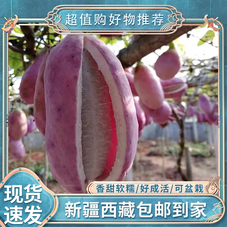 【新疆包邮】可盆栽八月瓜种子地栽紫色八月炸香蜜瓜果庭院爬藤果