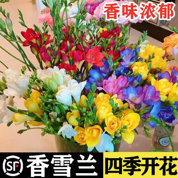 【新疆包邮】香雪四季兰花开花好养活种球花卉庭院阳台鲜花种球地栽