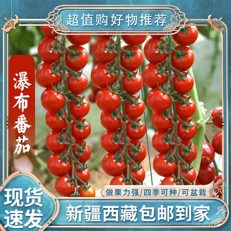 【2袋200粒丨新疆西藏包邮】可盆栽瀑布小番茄种子樱桃西红柿圣女果