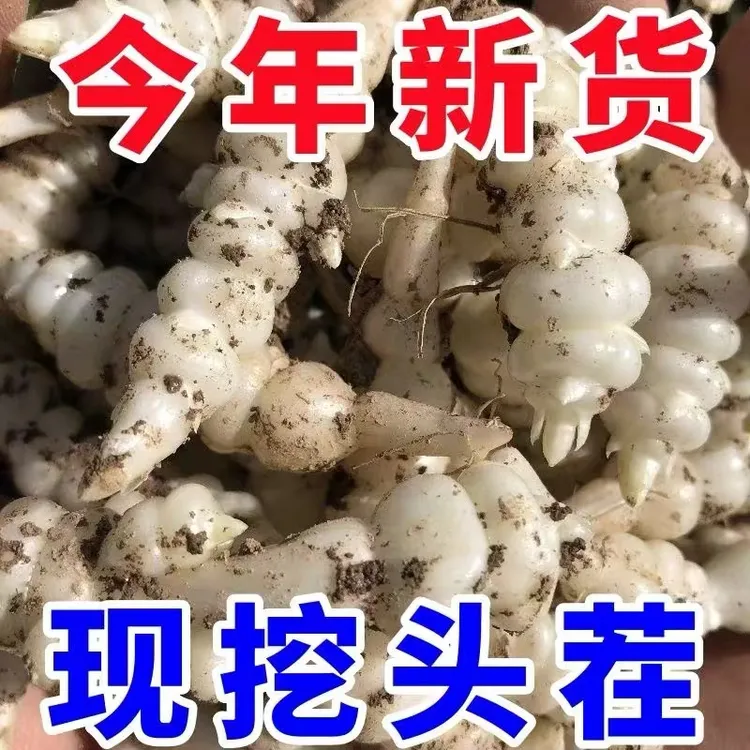 甘肃螺丝菜新鲜宝塔菜现发现发