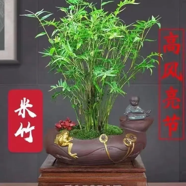 米竹水培凤尾竹盆景竹四季常青室内外桌台摆放净化空气驱蚊杀虫