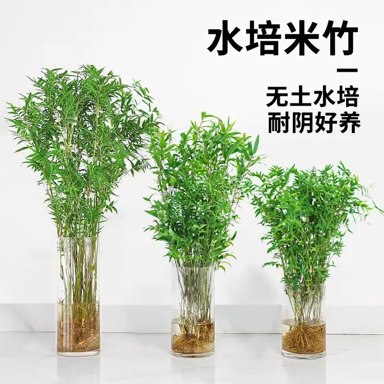 水培米竹盆栽造景小型竹子苗凤尾竹绿植室内观赏竹子庭院竹子绿植
