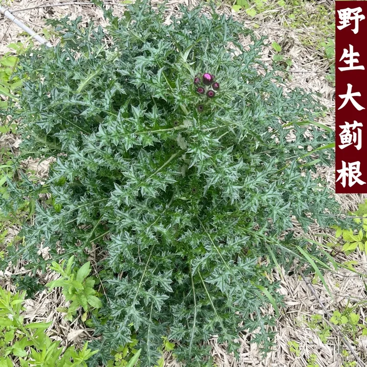 【茶阿满】野生大蓟根新鲜自挖刺儿菜 刺萝卜马蓟虎蓟煲汤草药500g