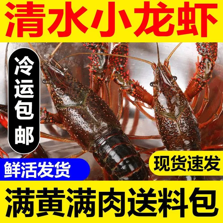 【小爪6钱母虾】小龙虾清水虾小钳子纯母虾鲜活活体虾现货龙虾馆