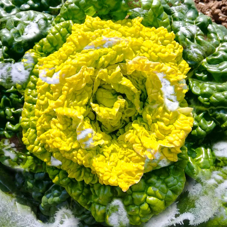 【新疆包邮】可盆栽黄心乌塌菜种籽雪里金花青菜蔬菜孑冬季菜种植