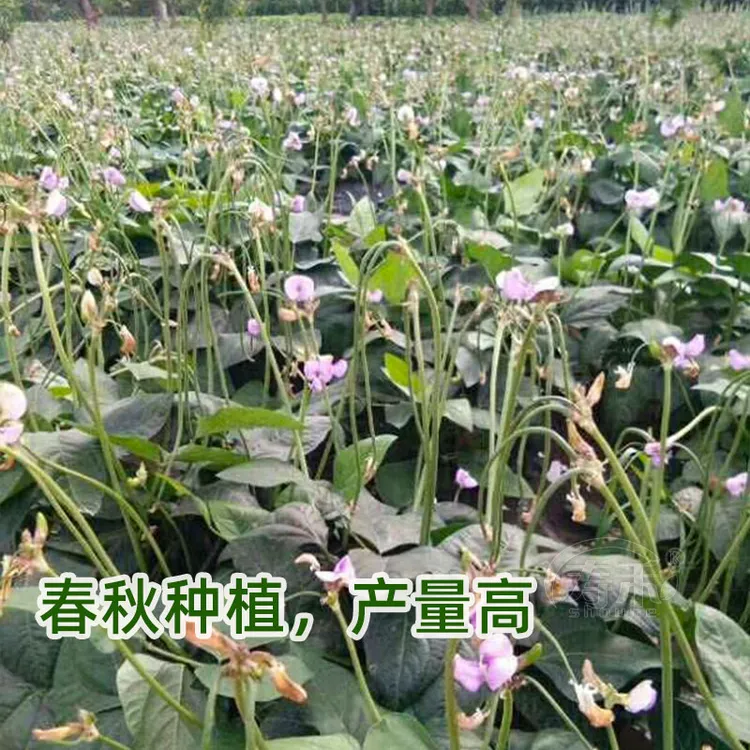 可盆栽无架矮生长豆角豇豆菜种大全孑子豆种籽子