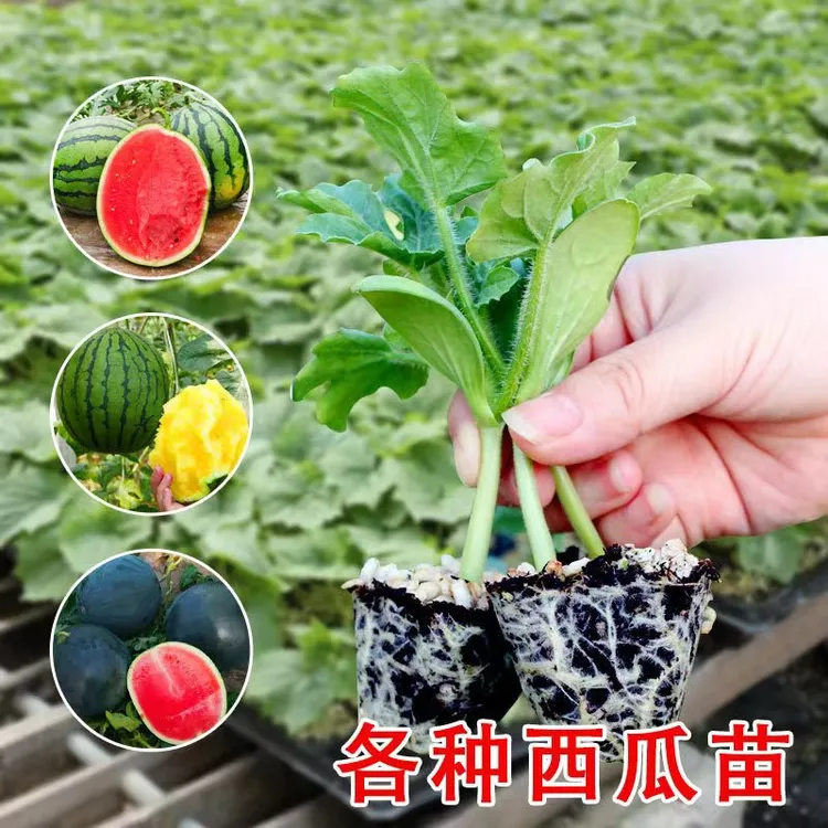 嫁接西瓜苗 微盟美都西瓜苗 甜王西瓜苗