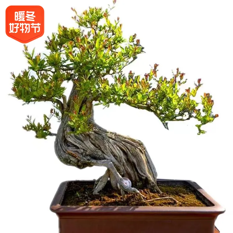 鲜花花园植物盆栽春季上新石榴花盆栽地栽植物